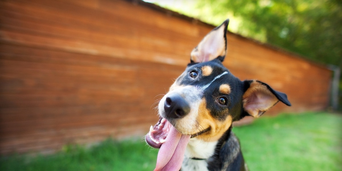 happy dog with tongue hanging out