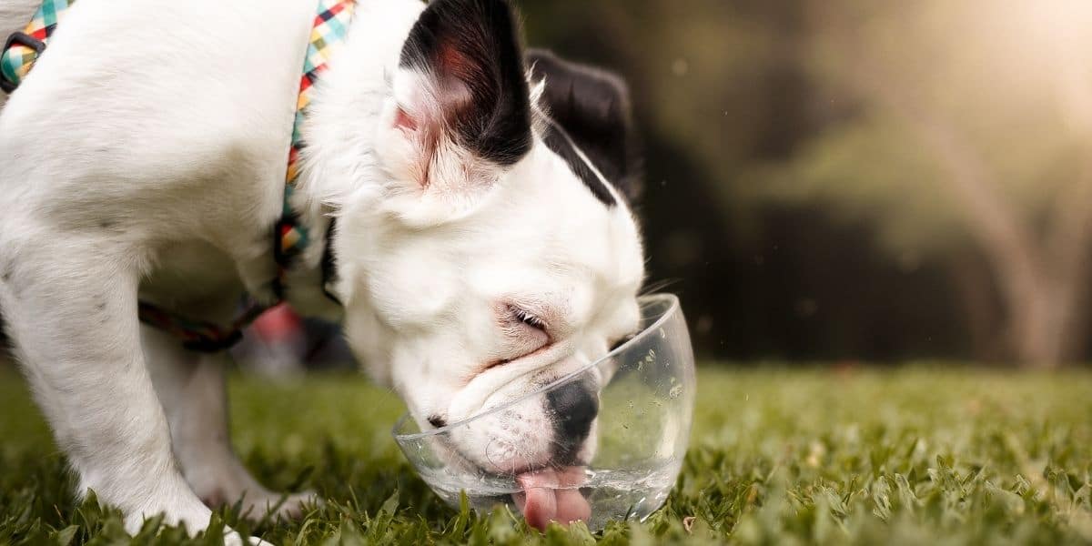 dog hydrated - dog drinking from a glass bowl